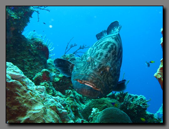 grouper 